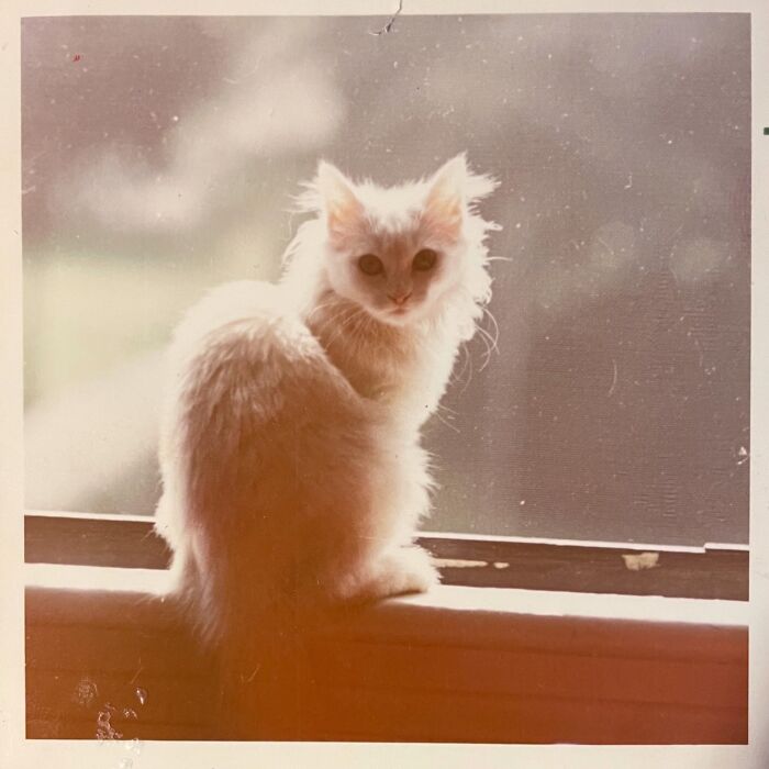These Charming Vintage Cat Photos Are Taking Over Instagram—and People Can’t Get Enough (30 Pics)