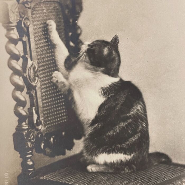 These Charming Vintage Cat Photos Are Taking Over Instagram—and People Can’t Get Enough (30 Pics)
