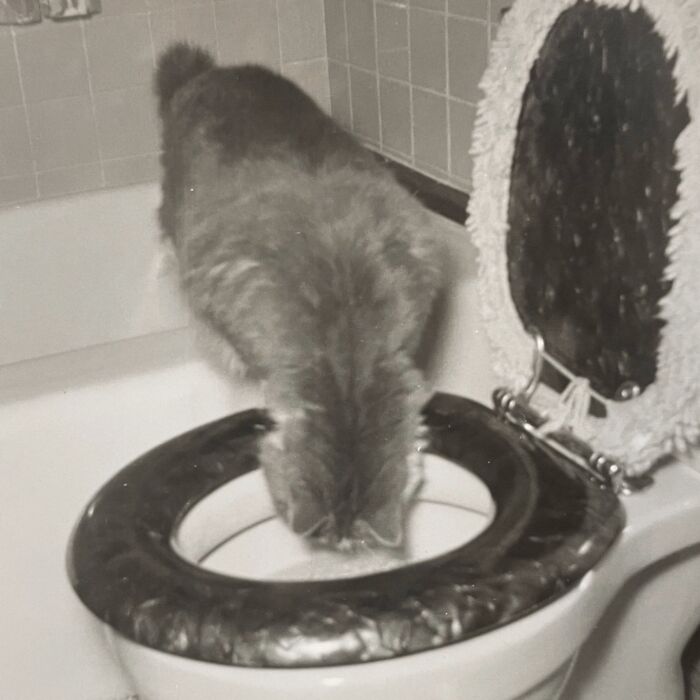 These Charming Vintage Cat Photos Are Taking Over Instagram—and People Can’t Get Enough (30 Pics)