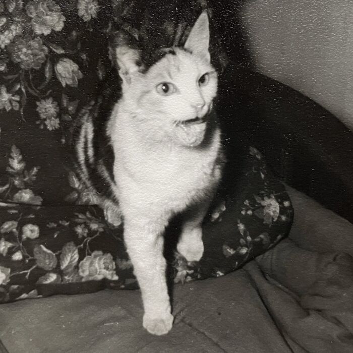 These Charming Vintage Cat Photos Are Taking Over Instagram—and People Can’t Get Enough (30 Pics)