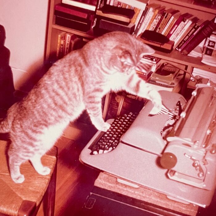 These Charming Vintage Cat Photos Are Taking Over Instagram—and People Can’t Get Enough (30 Pics)