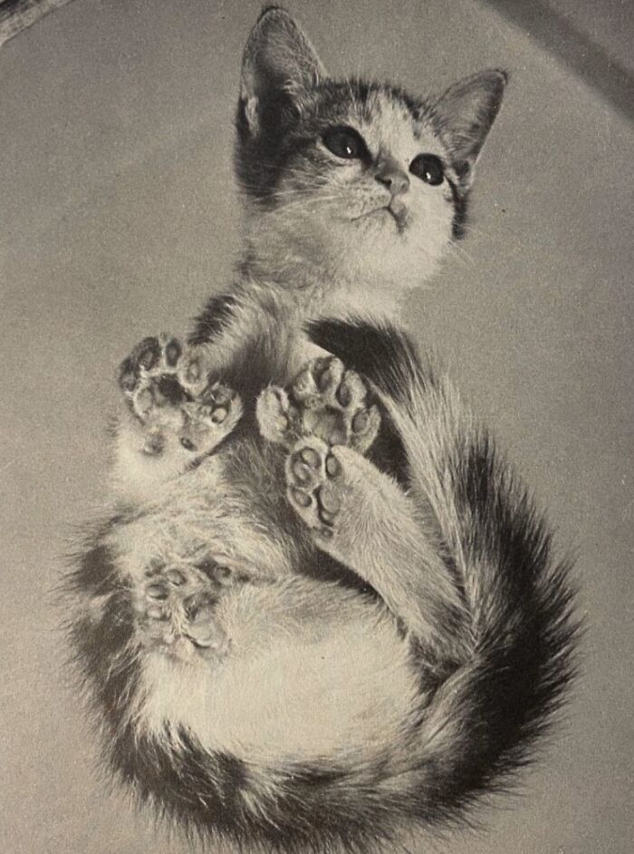 These Charming Vintage Cat Photos Are Taking Over Instagram—and People Can’t Get Enough (30 Pics)