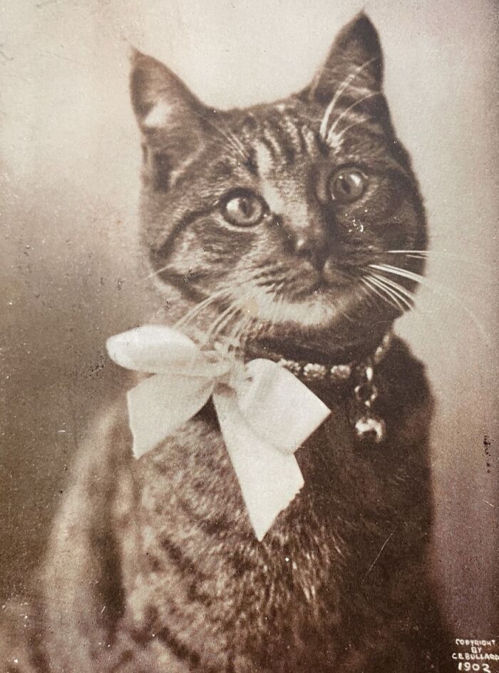 These Charming Vintage Cat Photos Are Taking Over Instagram—and People Can’t Get Enough (30 Pics)