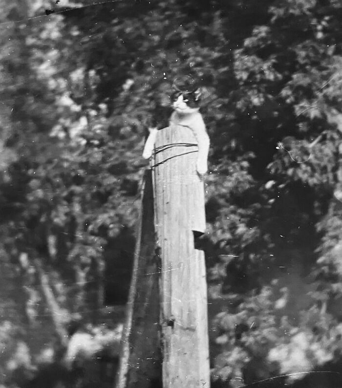 These Charming Vintage Cat Photos Are Taking Over Instagram—and People Can’t Get Enough (30 Pics)