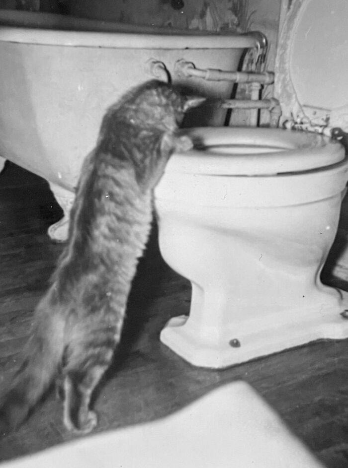 These Charming Vintage Cat Photos Are Taking Over Instagram—and People Can’t Get Enough (30 Pics)