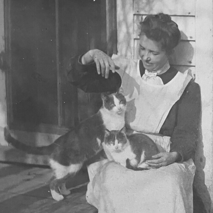 These Charming Vintage Cat Photos Are Taking Over Instagram—and People Can’t Get Enough (30 Pics)