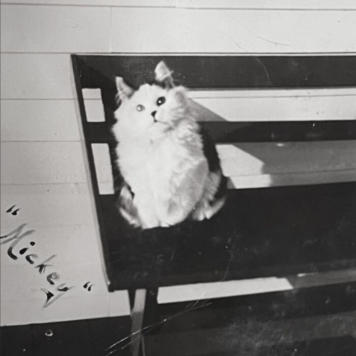 These Charming Vintage Cat Photos Are Taking Over Instagram—and People Can’t Get Enough (30 Pics)