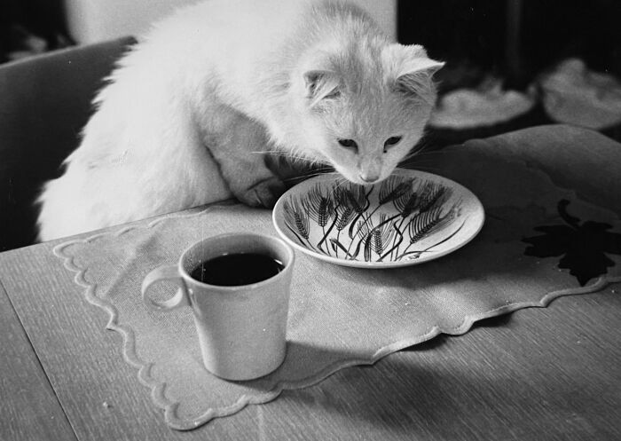 These Charming Vintage Cat Photos Are Taking Over Instagram—and People Can’t Get Enough (30 Pics)