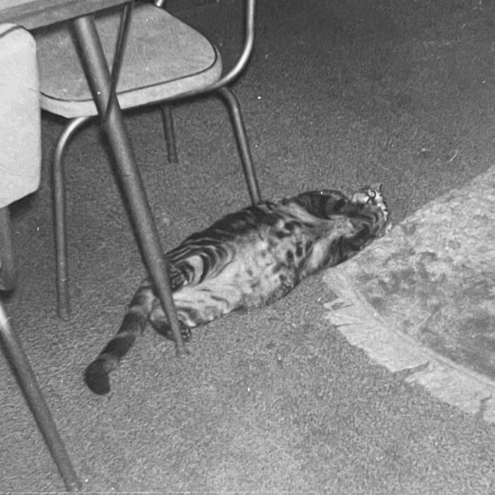 These Charming Vintage Cat Photos Are Taking Over Instagram—and People Can’t Get Enough (30 Pics)