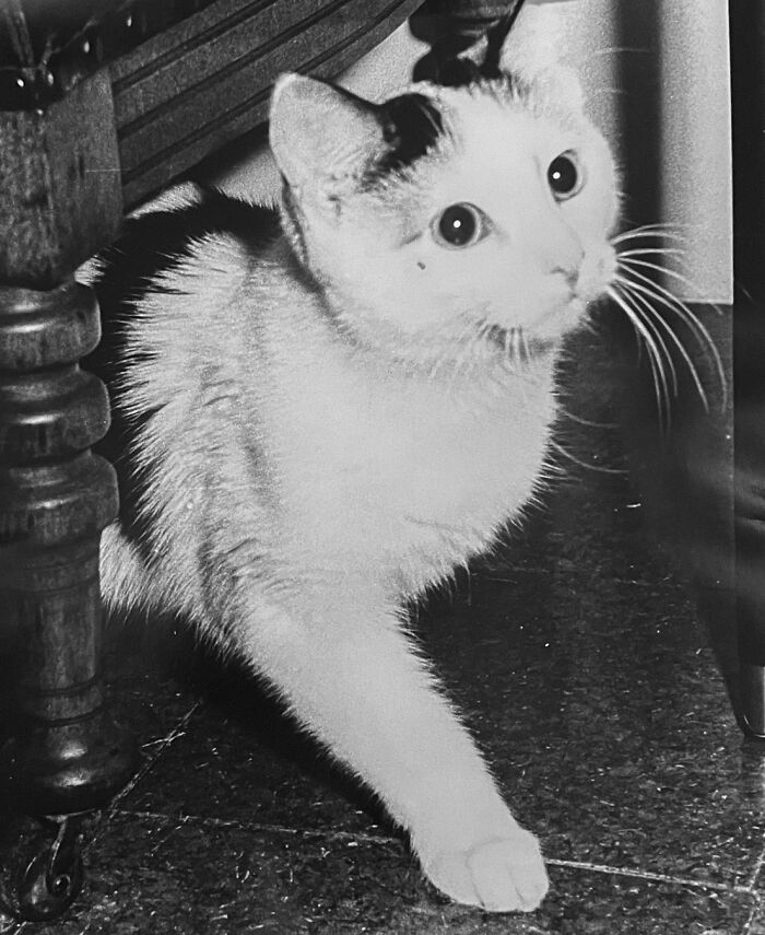 These Charming Vintage Cat Photos Are Taking Over Instagram—and People Can’t Get Enough (30 Pics)