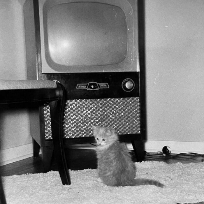 These Charming Vintage Cat Photos Are Taking Over Instagram—and People Can’t Get Enough (30 Pics)