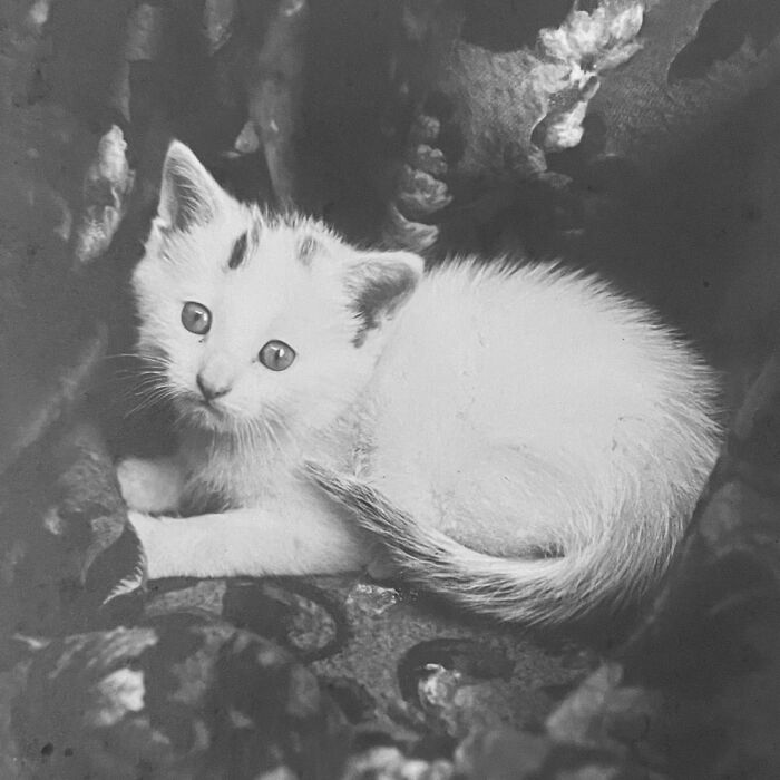 These Charming Vintage Cat Photos Are Taking Over Instagram—and People Can’t Get Enough (30 Pics)