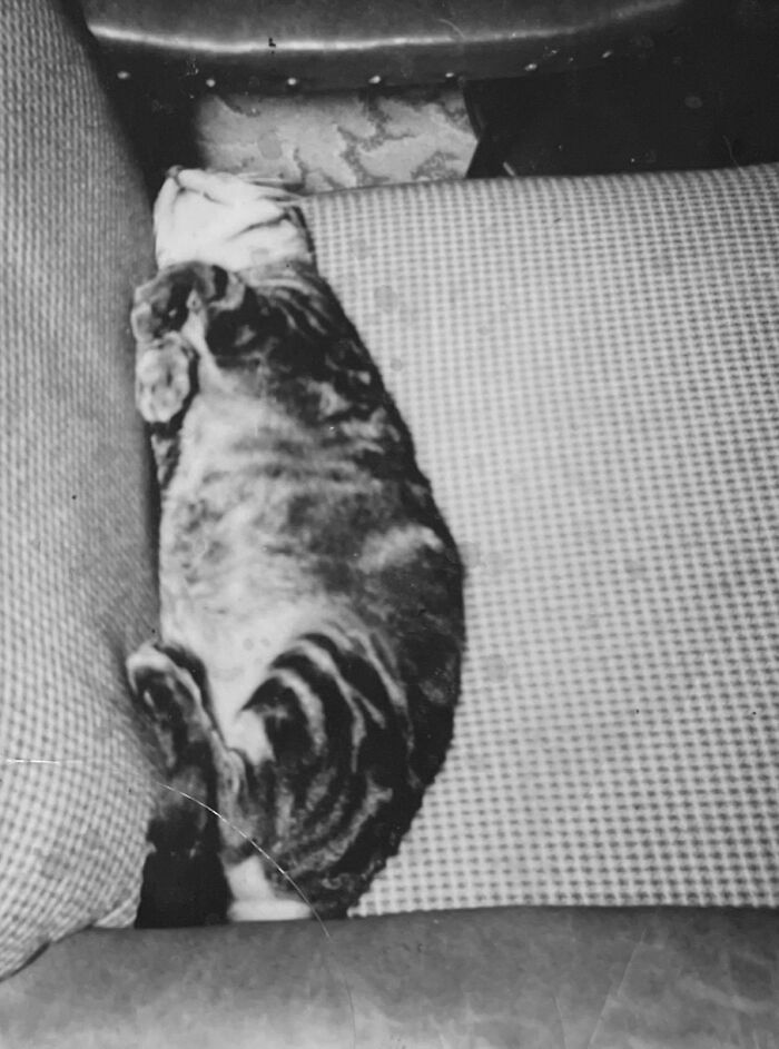 These Charming Vintage Cat Photos Are Taking Over Instagram—and People Can’t Get Enough (30 Pics)