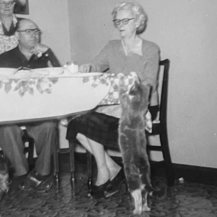 These Charming Vintage Cat Photos Are Taking Over Instagram—and People Can’t Get Enough (30 Pics)