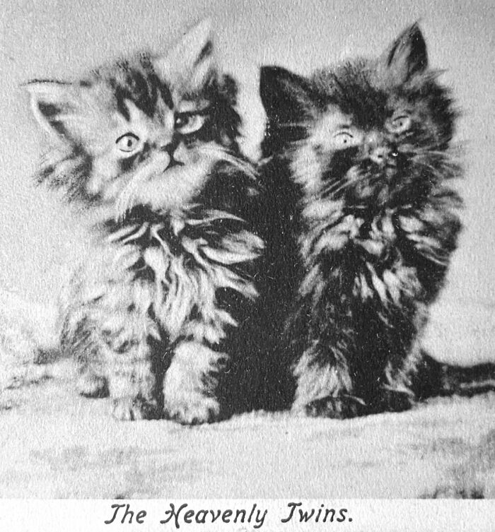 These Charming Vintage Cat Photos Are Taking Over Instagram—and People Can’t Get Enough (30 Pics)