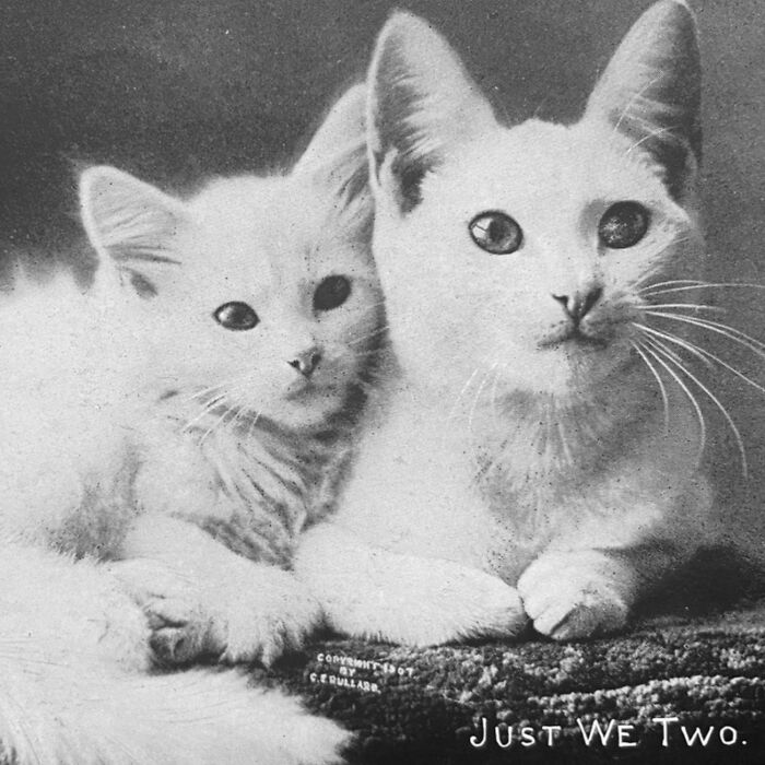 These Charming Vintage Cat Photos Are Taking Over Instagram—and People Can’t Get Enough (30 Pics)