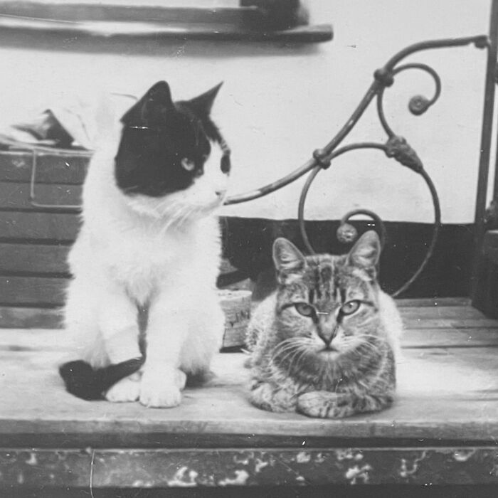 These Charming Vintage Cat Photos Are Taking Over Instagram—and People Can’t Get Enough (30 Pics)