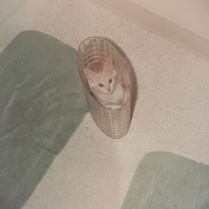 These Charming Vintage Cat Photos Are Taking Over Instagram—and People Can’t Get Enough (30 Pics)