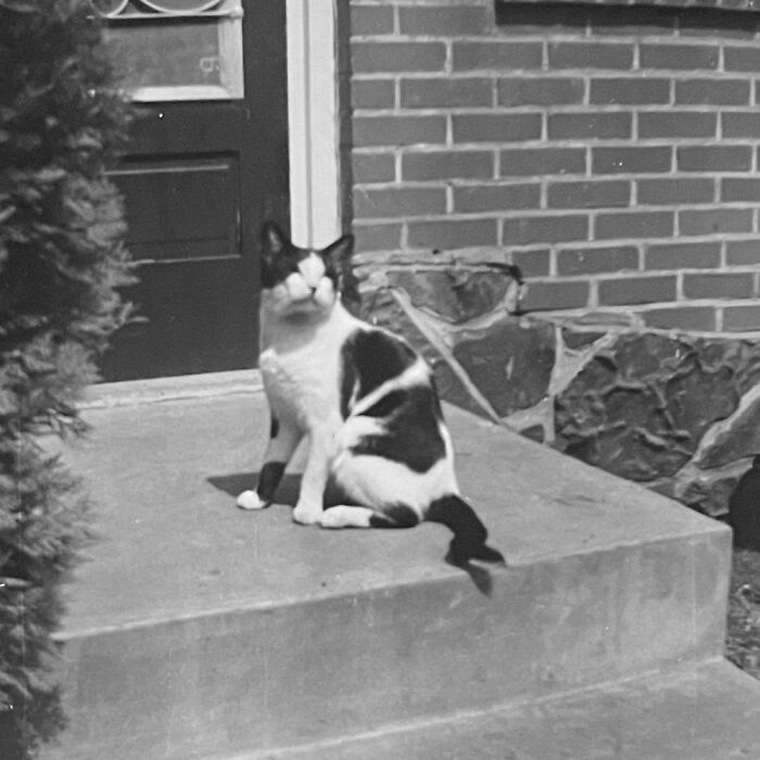 These Charming Vintage Cat Photos Are Taking Over Instagram—and People Can’t Get Enough (30 Pics)