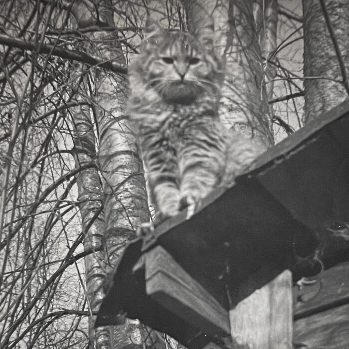 These Charming Vintage Cat Photos Are Taking Over Instagram—and People Can’t Get Enough (30 Pics)