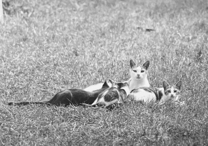 These Charming Vintage Cat Photos Are Taking Over Instagram—and People Can’t Get Enough (30 Pics)
