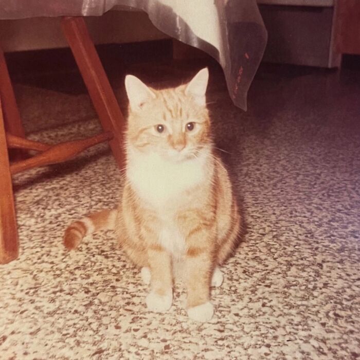 These Charming Vintage Cat Photos Are Taking Over Instagram—and People Can’t Get Enough (30 Pics)