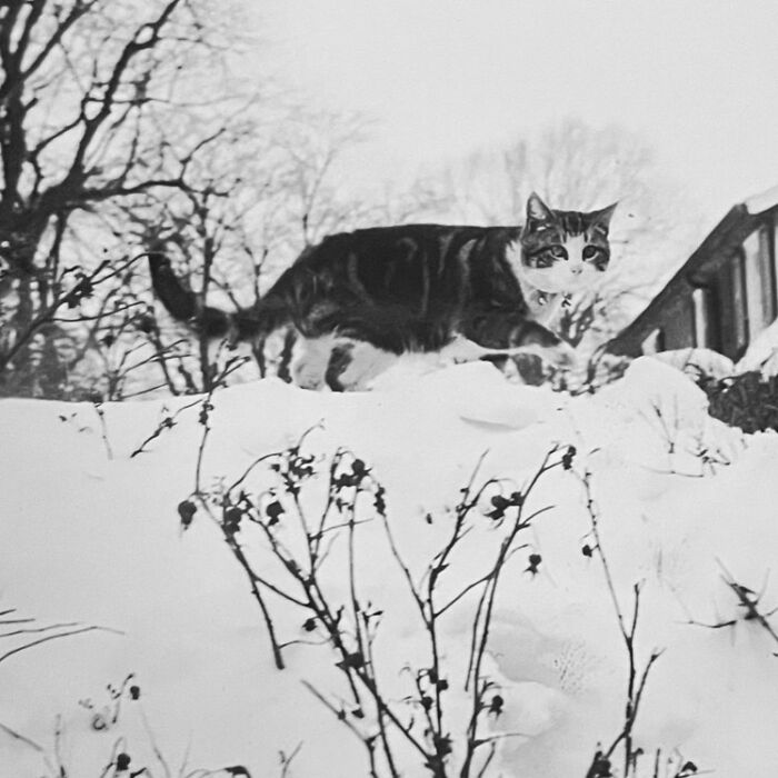 These Charming Vintage Cat Photos Are Taking Over Instagram—and People Can’t Get Enough (30 Pics)