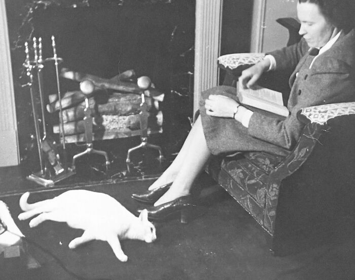 These Charming Vintage Cat Photos Are Taking Over Instagram—and People Can’t Get Enough (30 Pics)