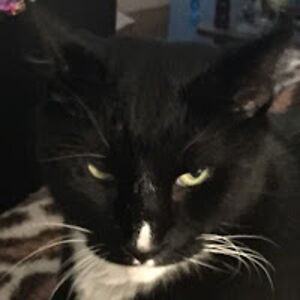 mjakafrozenrose avatar