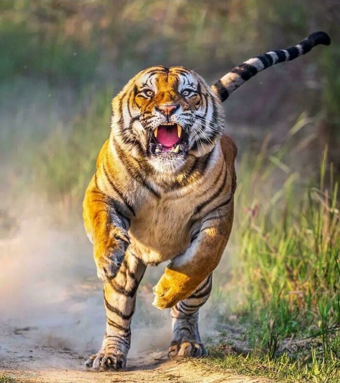 Uplifting posts of a tiger running on a dirt path in a forest with an open mouth, showing teeth.