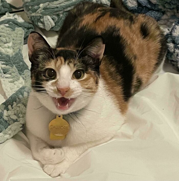Calico cat meowing loudly on a bed with a name tag collar