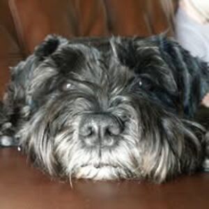 schaumburggirl avatar