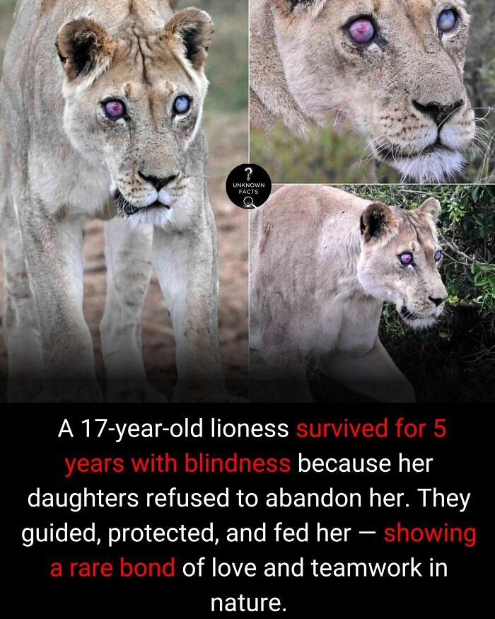 A blind 17-year-old lioness, aided by her daughters, showcasing interesting facts about animal bonds and survival.