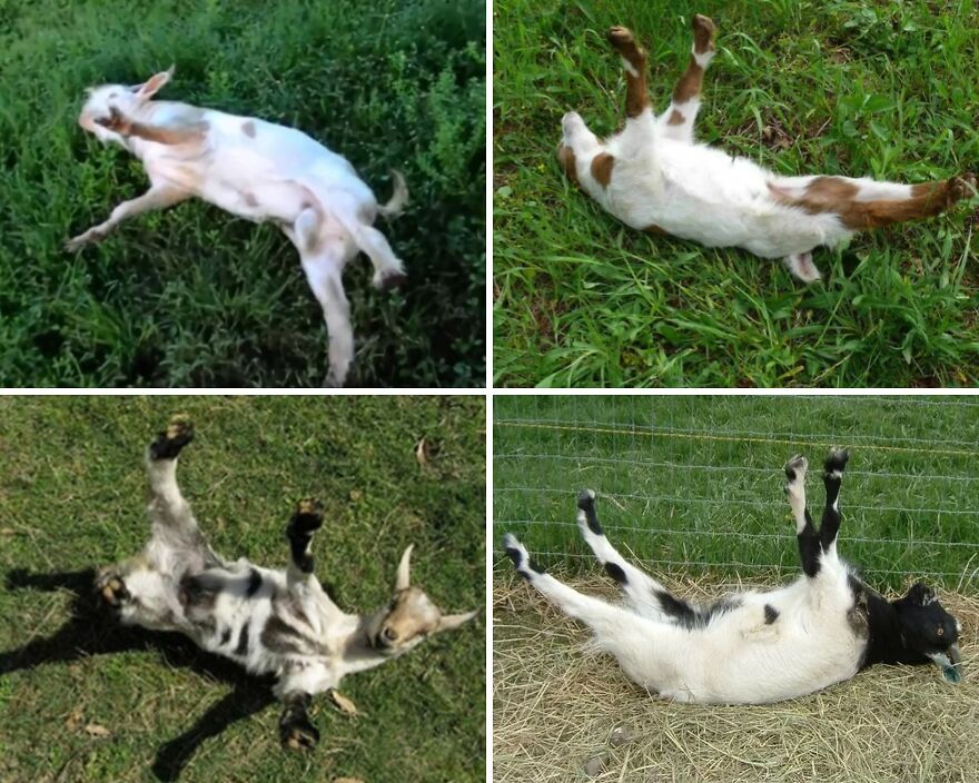 Four goats lying on their backs, exhibiting a fainting reaction to danger. Animals terrified by danger.