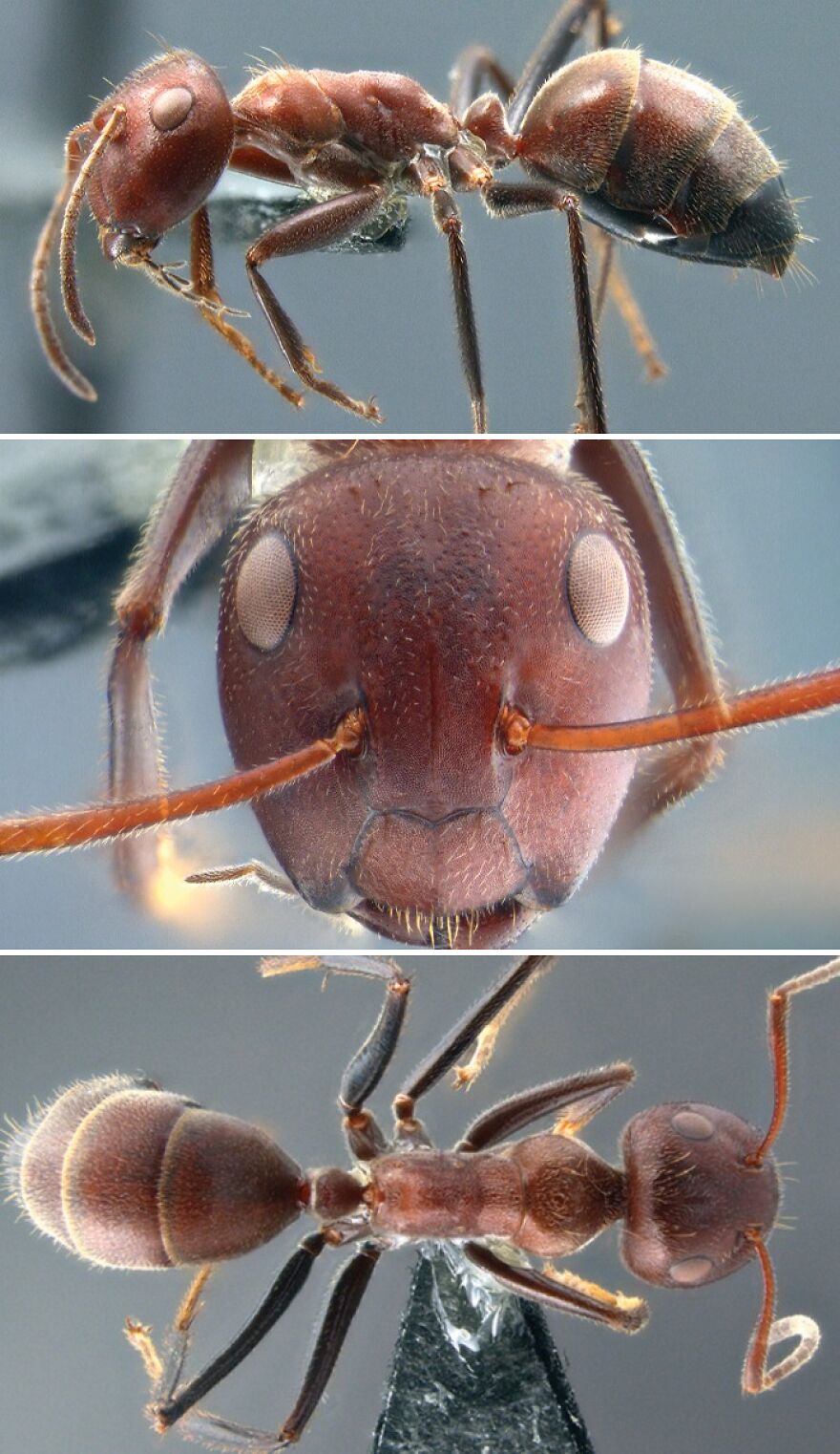Three detailed views of a reddish-brown ant show its complex body and head, highlighting how animals react to danger.
