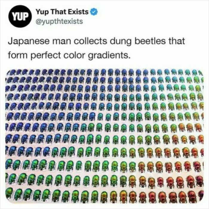 A Japanese man's collection of dung beetles arranged by color gradients. Relatable memes for unique interests.