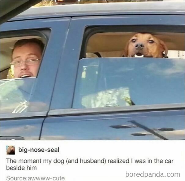 A man and his dog look surprised in a car. A wholesome post showing a funny meme.