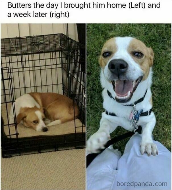 A wholesome post showing Butters the dog, sad in a crate, then happy and smiling after a week.