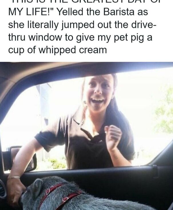 A wholesome meme showing a delighted barista giving whipped cream to a pet pig in a car.