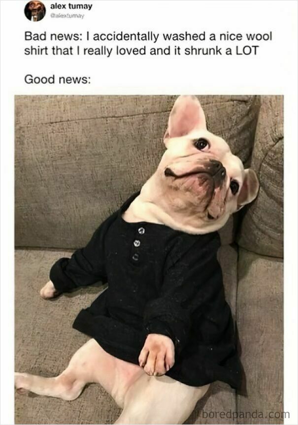 A wholesome meme of a French bulldog wearing a shrunk shirt, looking adorable and happy.