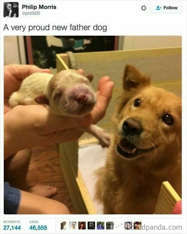 A wholesome post showing a golden dog looking proudly at a tiny, light-colored puppy held in a person's hand.