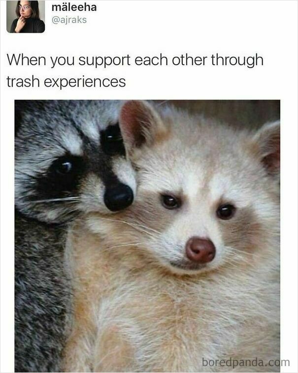 Two raccoons, one grey and one albino, cuddling. A wholesome post about support and connection.