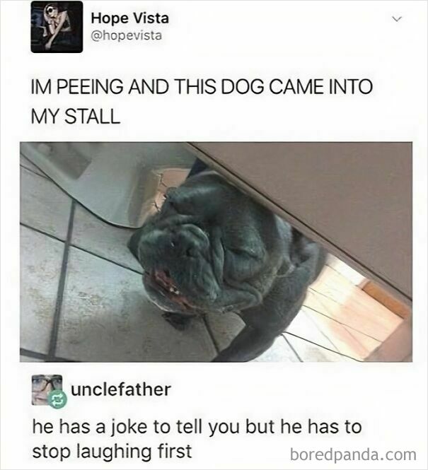 A wholesome post: a dog peeking under a bathroom stall door with a hilarious caption about memes and jokes.