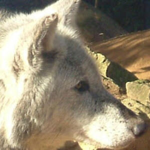 mistywolf avatar