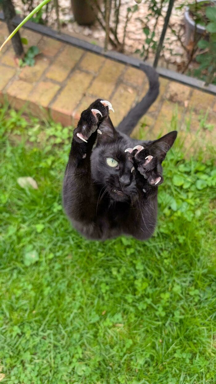 A playful black cat jumping up with its sharp cat claw extended in the grass