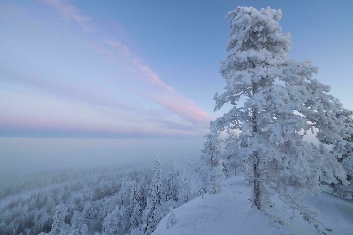 A snow-covered pine tree overlooking a misty, frosted forest at dawn, offering a satisfying visual reset.