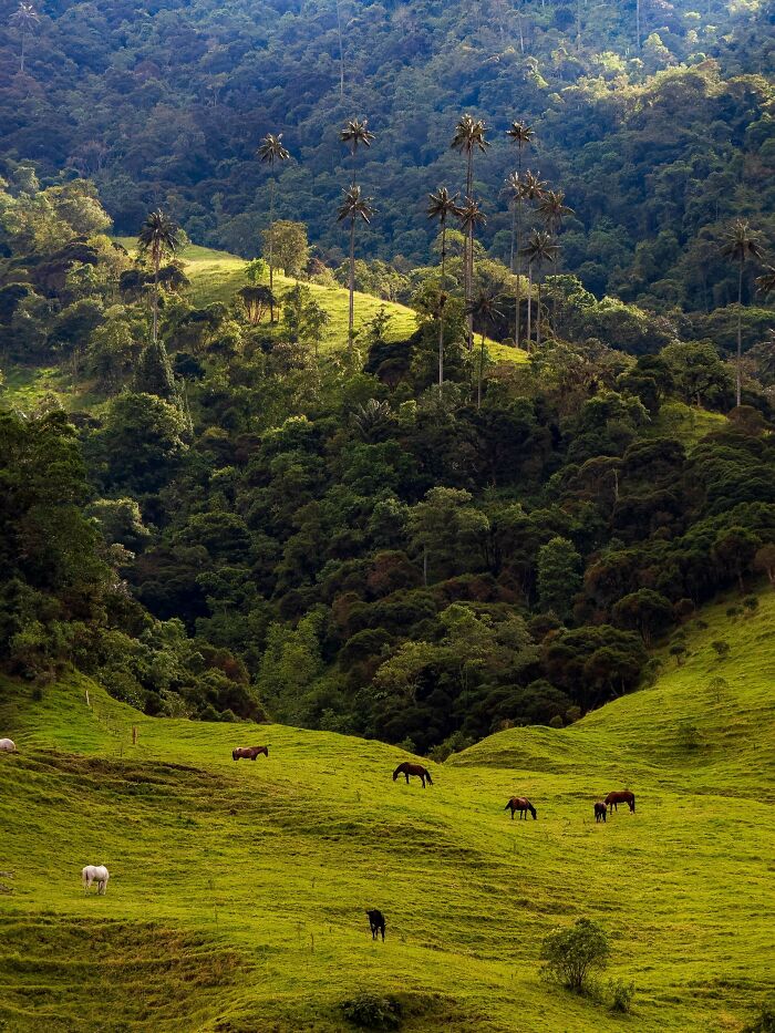 Lush green hills with horses grazing, backed by tall palm trees and dense forest, a gentle reset button for your day.