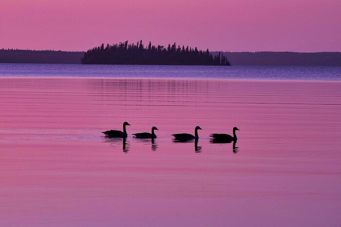 Four geese silhouettes swim across a calm pink lake with a dark forest island in the distance, a satisfying picture.
