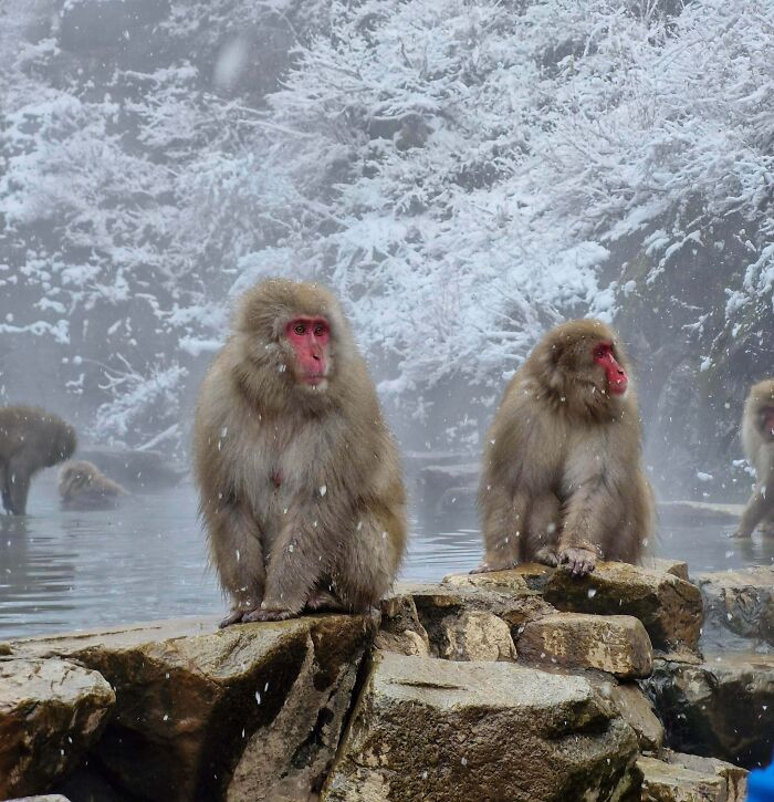 Snow monkeys with pink faces sit on rocks as snow falls. A satisfying picture for a gentle reset.