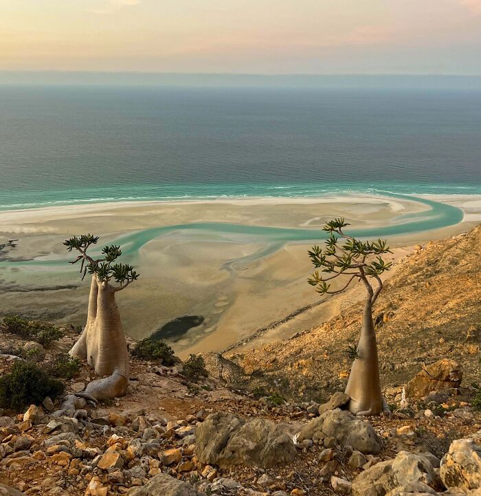 Desert rose trees overlooking a beach and turquoise sea. Satisfying pictures for a gentle reset.
